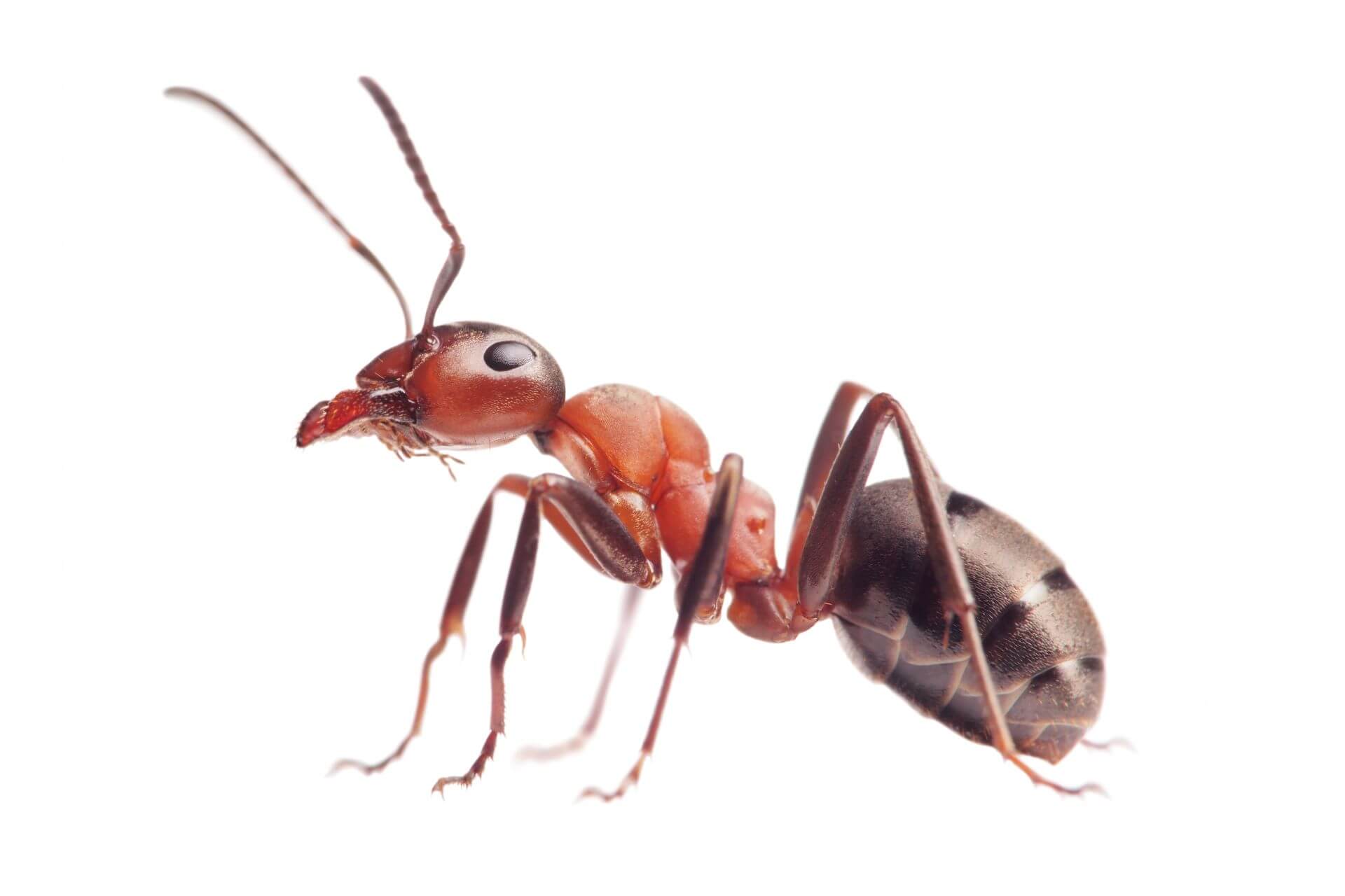 Ants