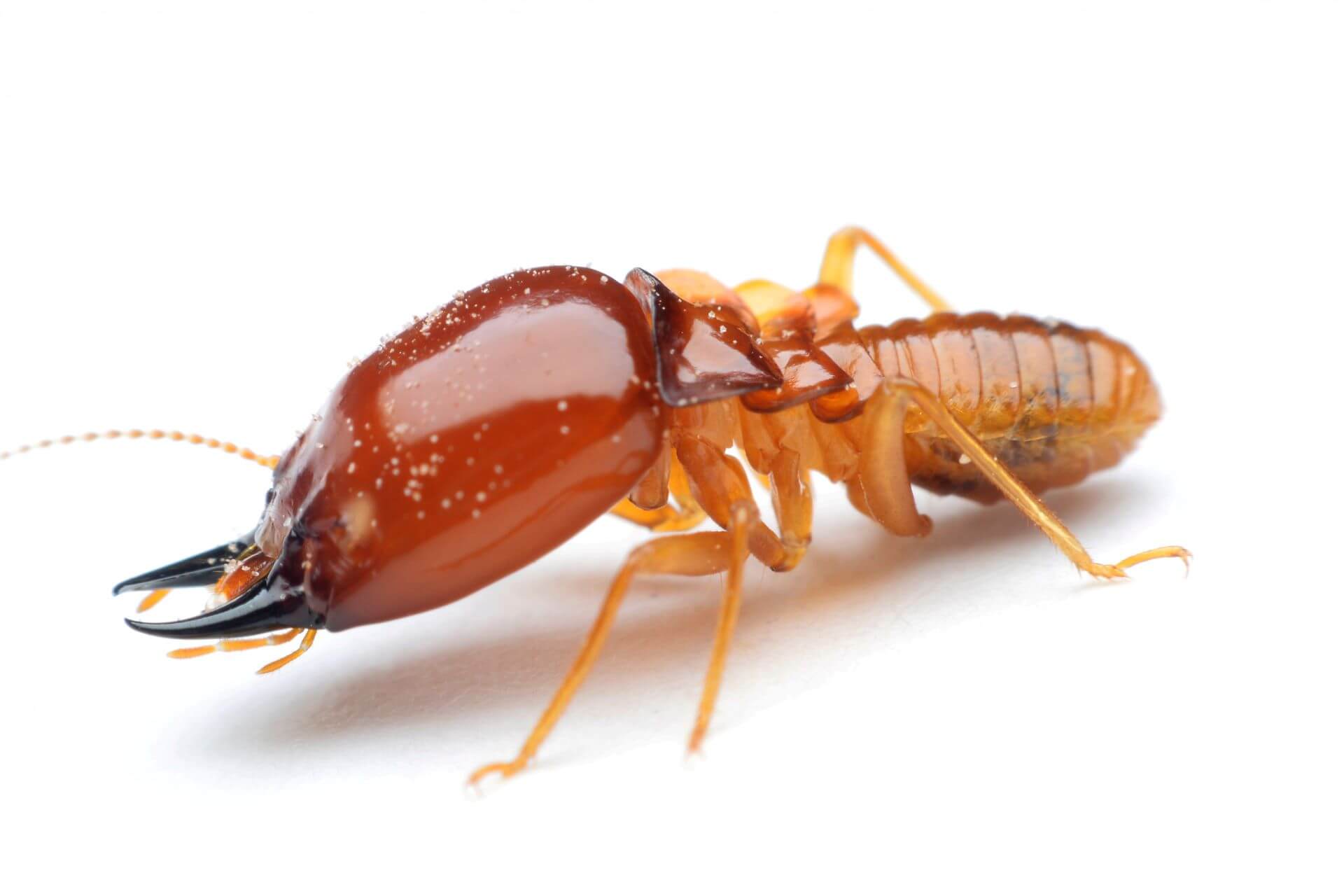 Termites